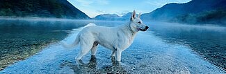 Urlaub mit dem Hund im Salzkammergut