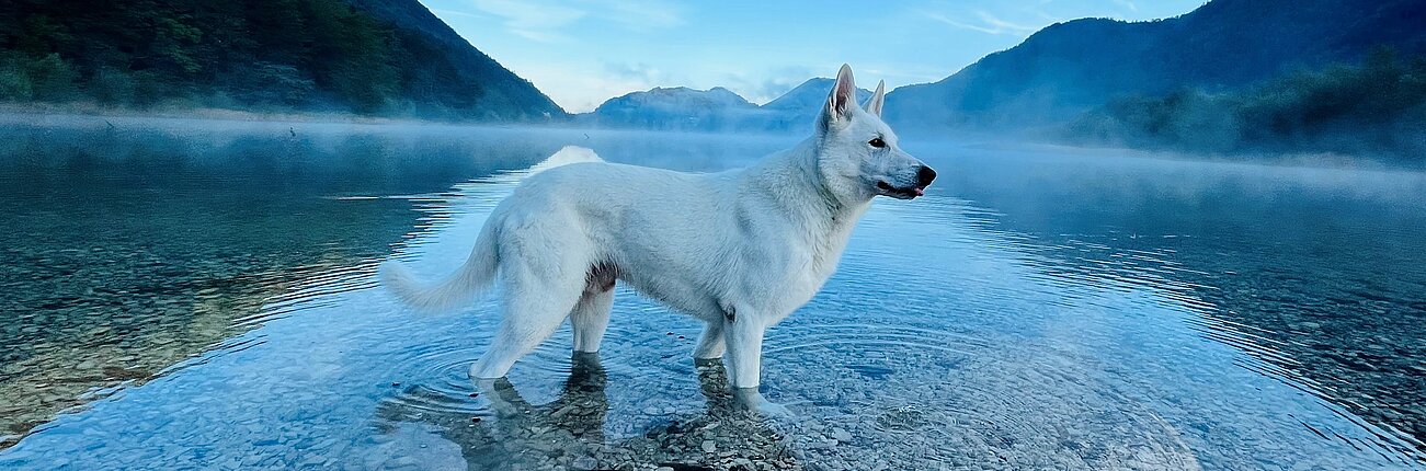 Urlaub mit dem Hund im Salzkammergut