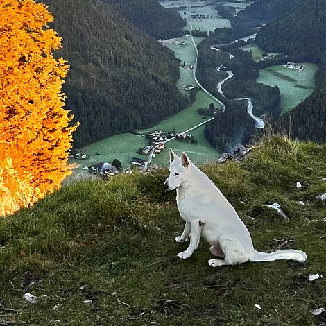 Mit dem Hund im Urlaub in Faistenau